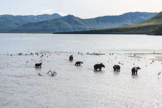 много медведей у устья