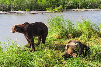 наблюдение за медведями