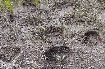 следы медведя